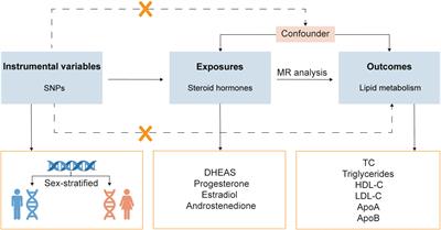 Effects of steroid hormones on lipid metabolism in sexual dimorphism: A Mendelian randomization study